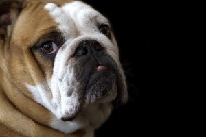 Bulldog (small)